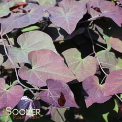 RUBY FALLS WEEPING REDBUD 10 RUBY FALLS WEEPING REDBUD -Plant Urea Sales DETA6 2311