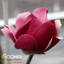 BLACK TULIP® MAGNOLIA -Plant Urea Sales DETA6 3122