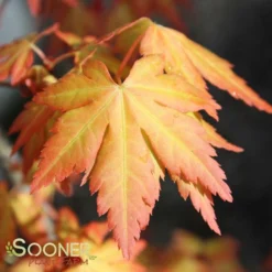ORANGE DREAM UPRIGHT JAPANESE MAPLE -Plant Urea Sales DETA6 3415