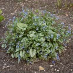 QUEEN OF HEARTS BRUNNERA -Plant Urea Sales DETA6 4100