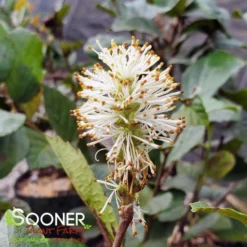 BLUE SHADOW WITCH ALDER -Plant Urea Sales DETA6 452