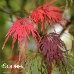 SEIRYU UPRIGHT JAPANESE MAPLE