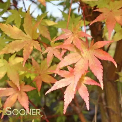 New Release 12 CORAL BARK UPRIGHT JAPANESE MAPLE