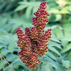 CHERRY ON TOP™ SORBARIA -Plant Urea Sales DETA7 5197