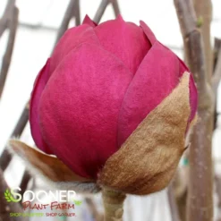 BLACK TULIP® MAGNOLIA -Plant Urea Sales DETA8 3122