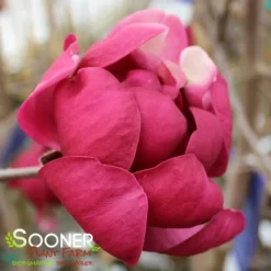 BLACK TULIP® MAGNOLIA -Plant Urea Sales DETA9 3122